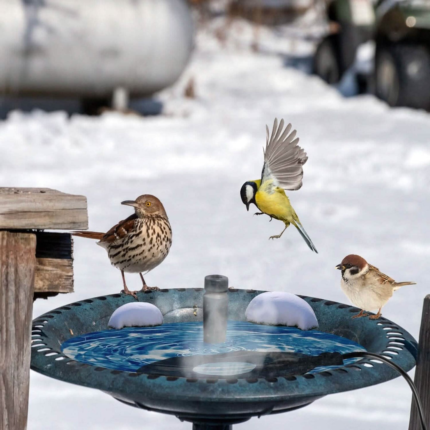 Bird Bath Deicer Outdoor Winter Water Heater Thermostatically Controlled